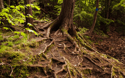 L’ancrage dans la pratique de la médiumnité